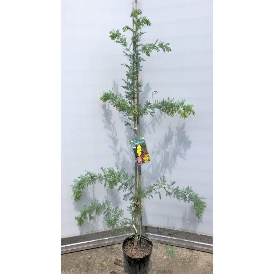 ミモザアカシア 約1.5m 特大植木苗木 ギンヨウアカシア 銀葉アカシア