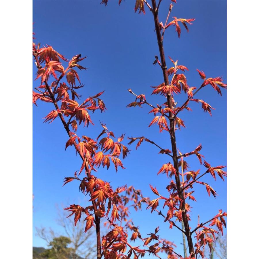 桂モミジ カツラモミジ 約2.1m 現品発送 大株植木苗木 桂紅葉