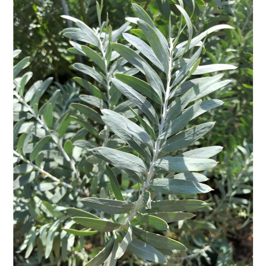 コベニーアカシア ブルーブッシュ 約1.7m 現品発送 特大株 青葉の