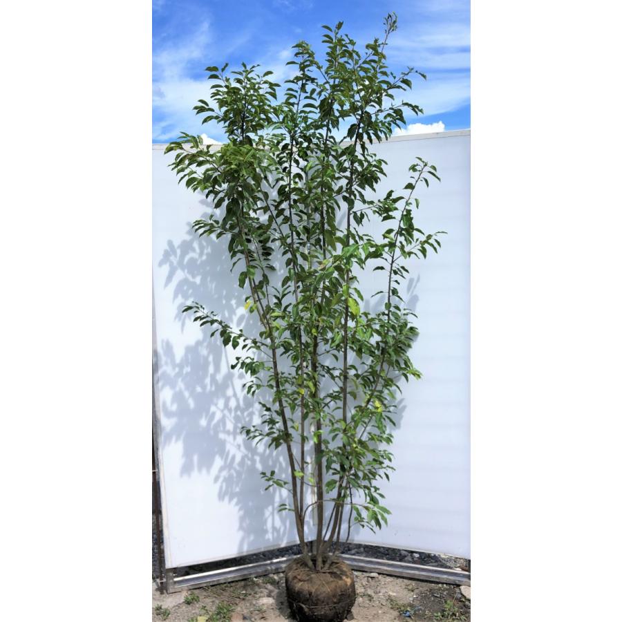 ソヨゴの木 株立ち 約2.3m 現品発送 美樹形株 特大株 植木苗木 赤い実