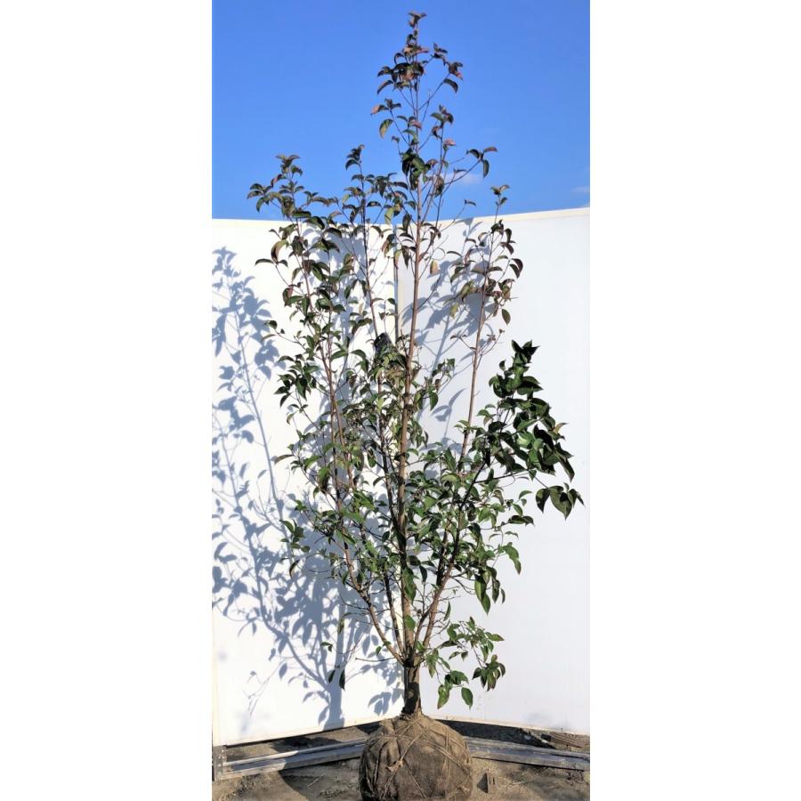 常緑ヤマボウシ 月光 5本株立ち 約2.5m 現品発送 超特大株 植木苗木