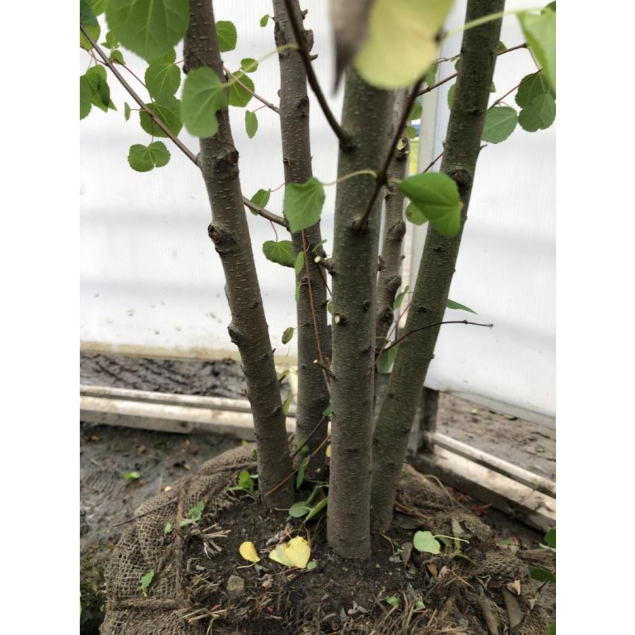 桂 カツラの木 5本株立ち 約2.1m 現品発送 特大株 大苗植木苗木