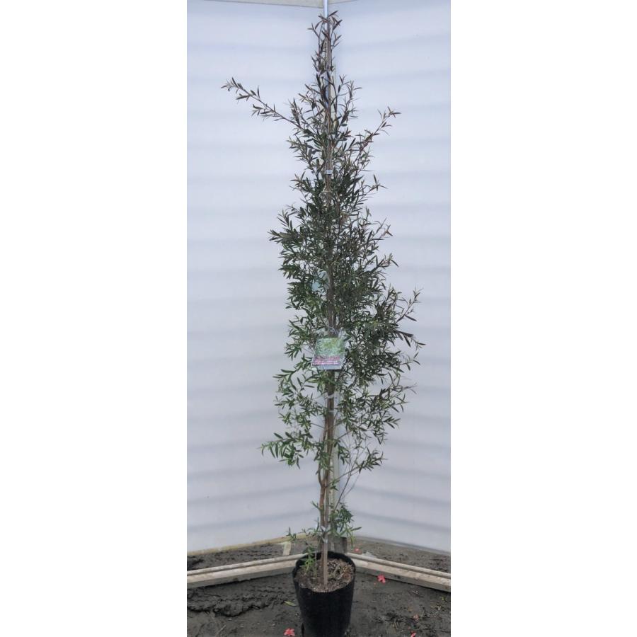 メラレウカ カッパーグロー 約1.9m 現品発送 1本株 特大植木苗木