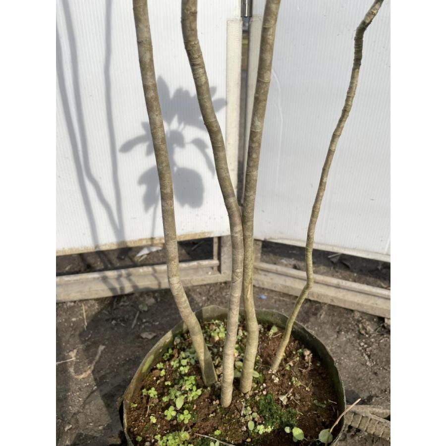 カクレミノ 株立ち 約1.5m 現品発送 特大株 植木苗木大苗 隠れ蓑 隠蓑