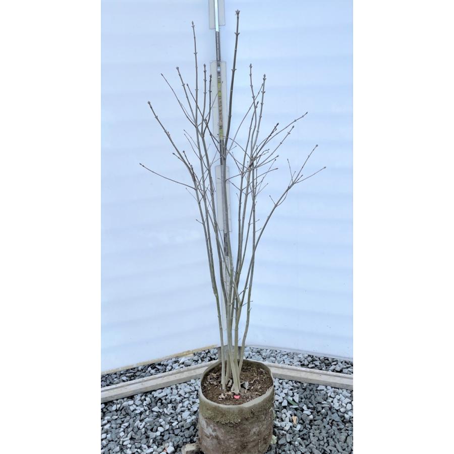 アオダモ 8本株立ち 約1.4m 現品発送 豪華株 特大株 植木苗木大苗