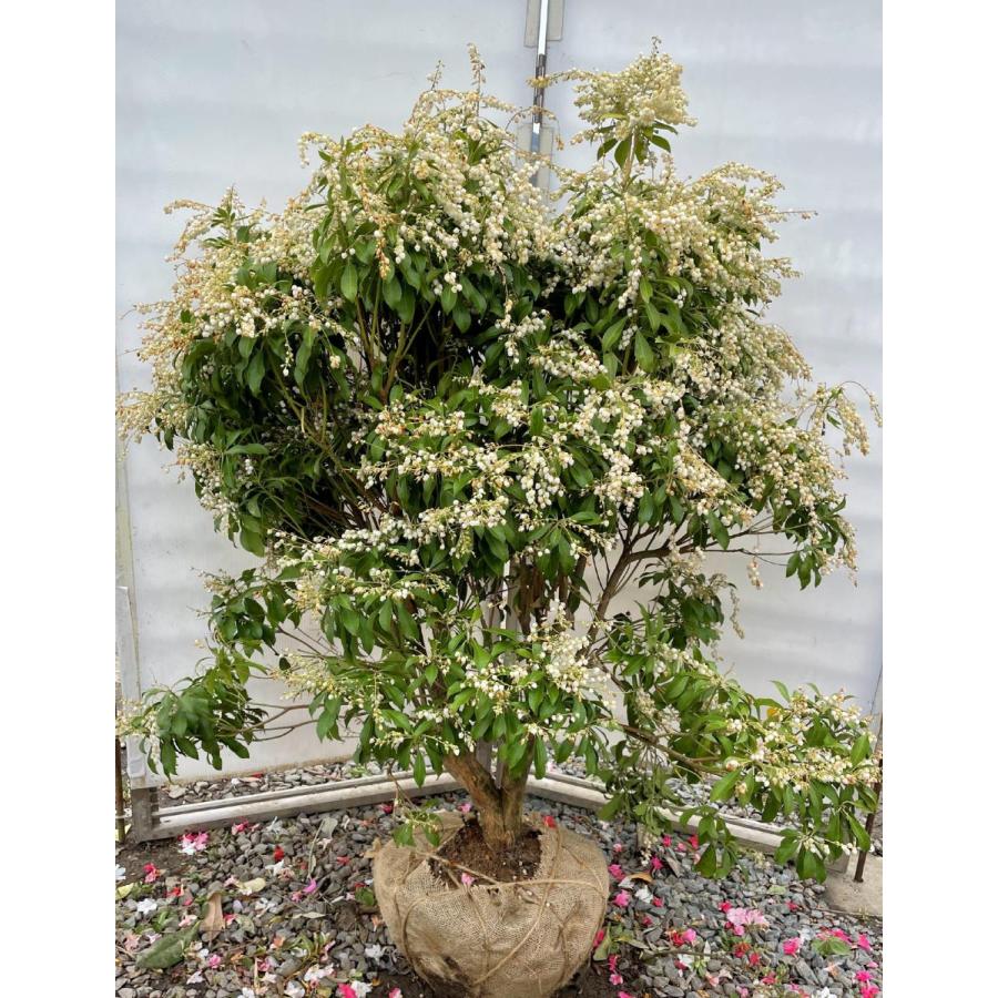 白花アセビ 約1.3m 株立ち 現品発送 特大株 植木苗木大苗 白アセビ