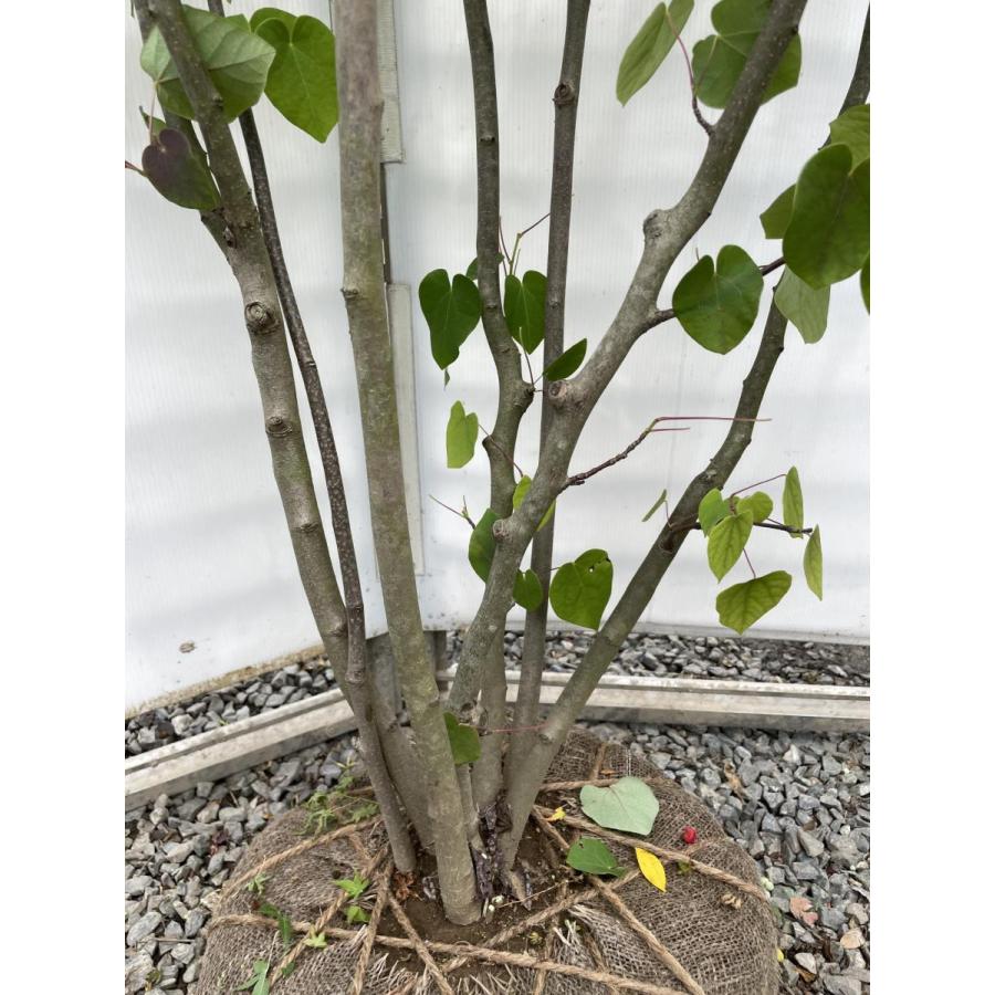 マルバノキ 株立ち 2.1m 現品発送 豪華株 一点物 マルバの木 特大植木