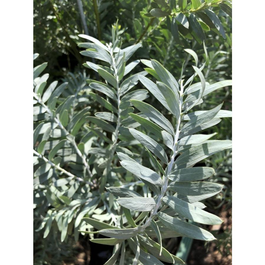 コベニーアカシア ブルーブッシュ 約2m 現品発送 特大株 植木苗木