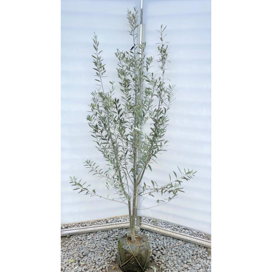 オリーブの木 シプレッシーノ 株立ち 約1.8m 現品発送 特大株 植木苗木