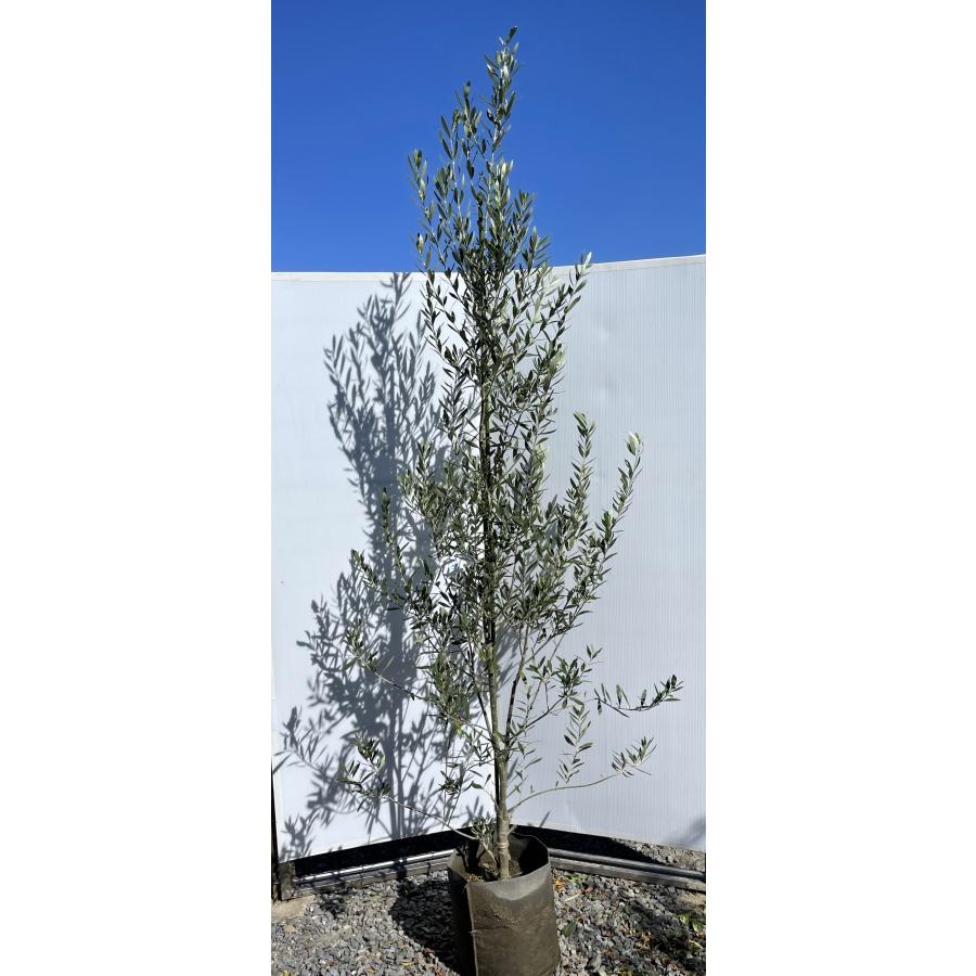 オリーブの木 シプレッシーノ 約2.5m 現品発送 美樹形株 超特大株 大苗
