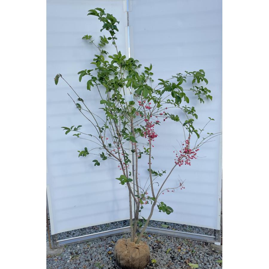 マユミ 株立ち 約1.8m 現品発送 特大株 植木 苗木 大苗 ピンクの