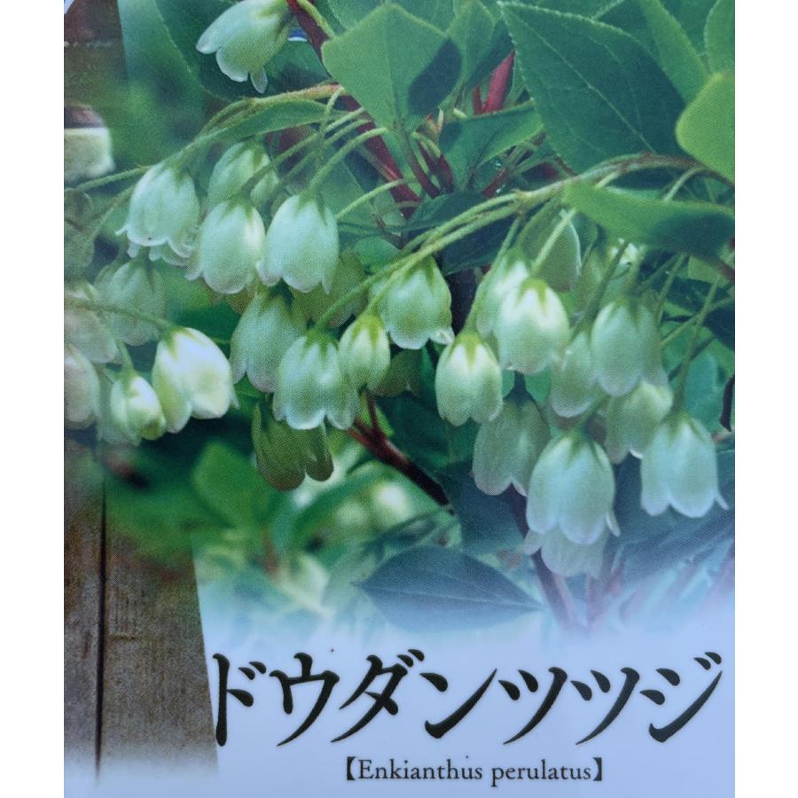 白花 ドウダンツツジ 株立ち 約1.4m 現品発送 豪華株 特大苗木 植木