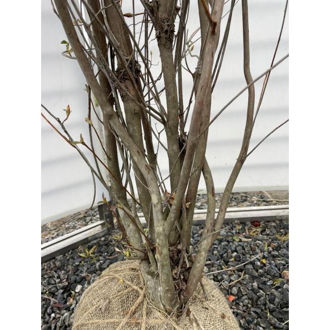 小町ミツバツツジ 株立ち 約2.1m 現品発送 豪華株 超特大株 苗木苗木