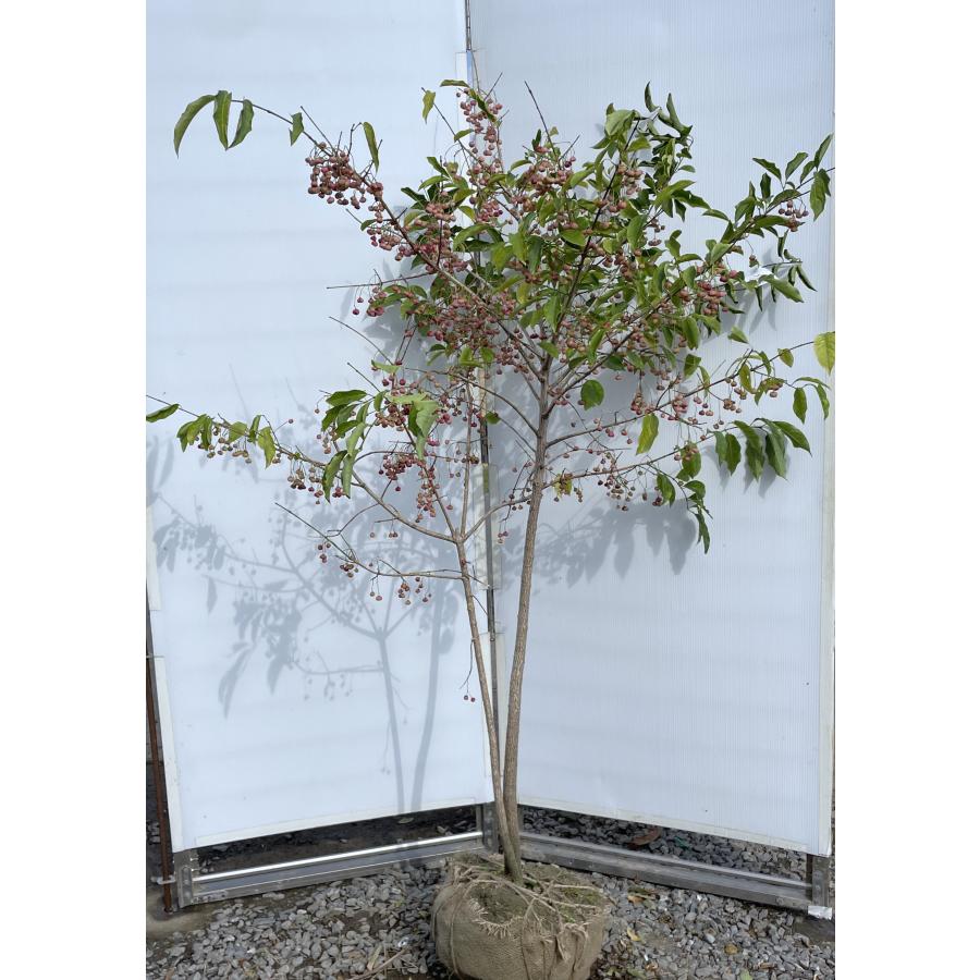 マユミ 株立ち 約1.7m 現品発送 特大株 植木苗木 ピンクのツリバナ