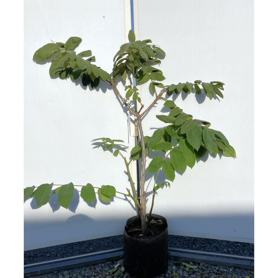 鬼クルミの木 約100cm 現品発送 特大植木苗木 大苗 果樹 オニグルミ