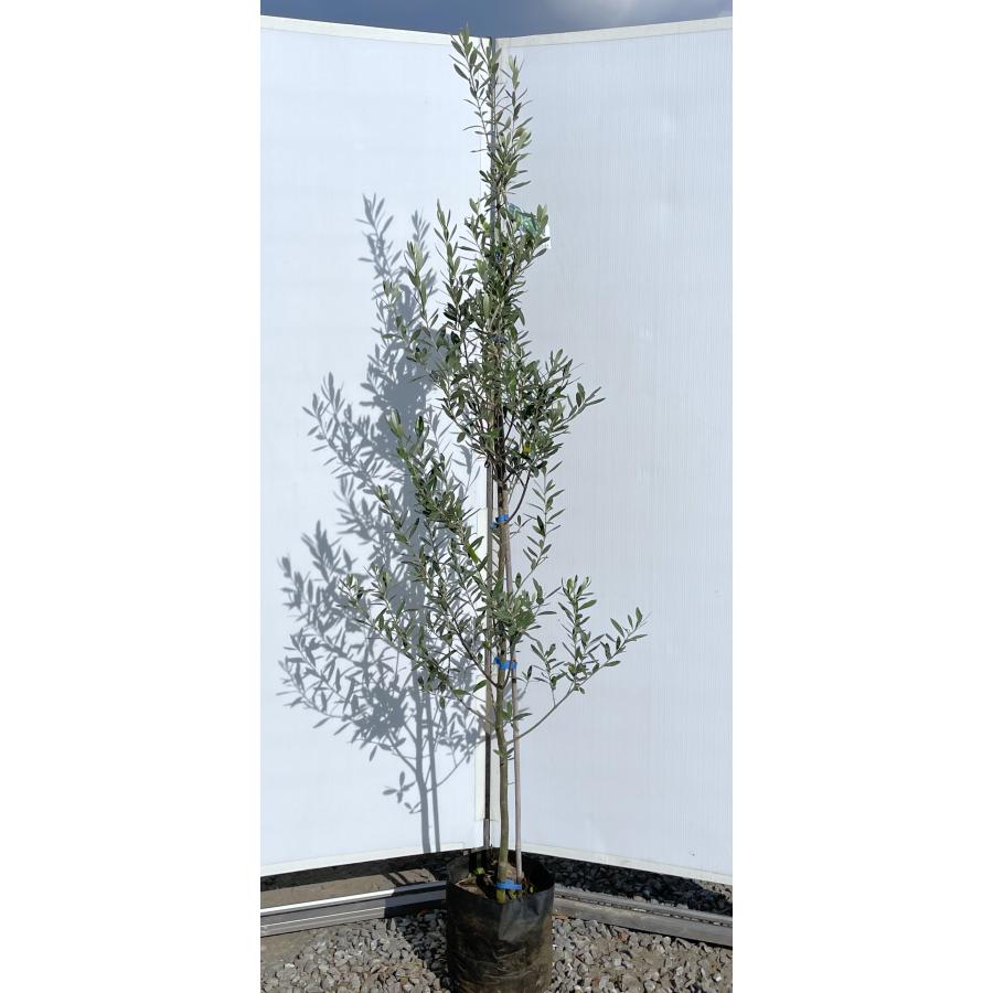 オリーブの木 シプレッシーノ 約1.8m 現品発送 特大植木苗木