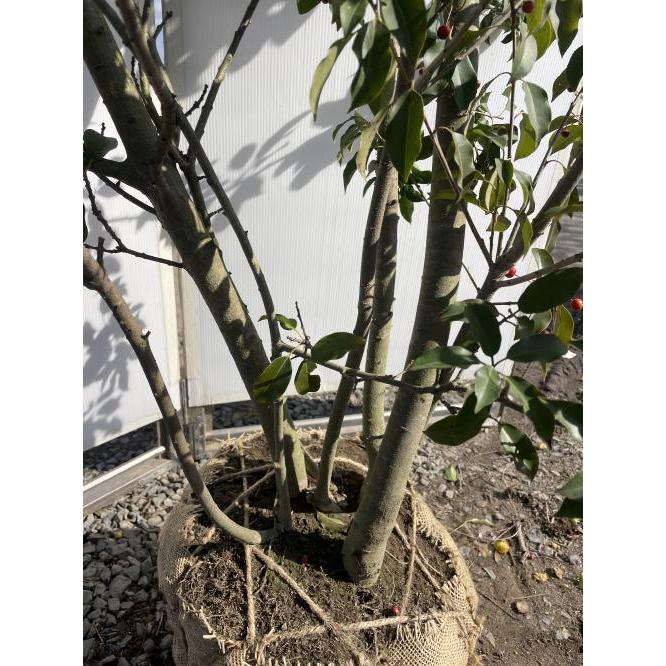 ソヨゴの木 5本株立ち 約2.5m 現品発送 メス株 一点物 豪華株 特大株