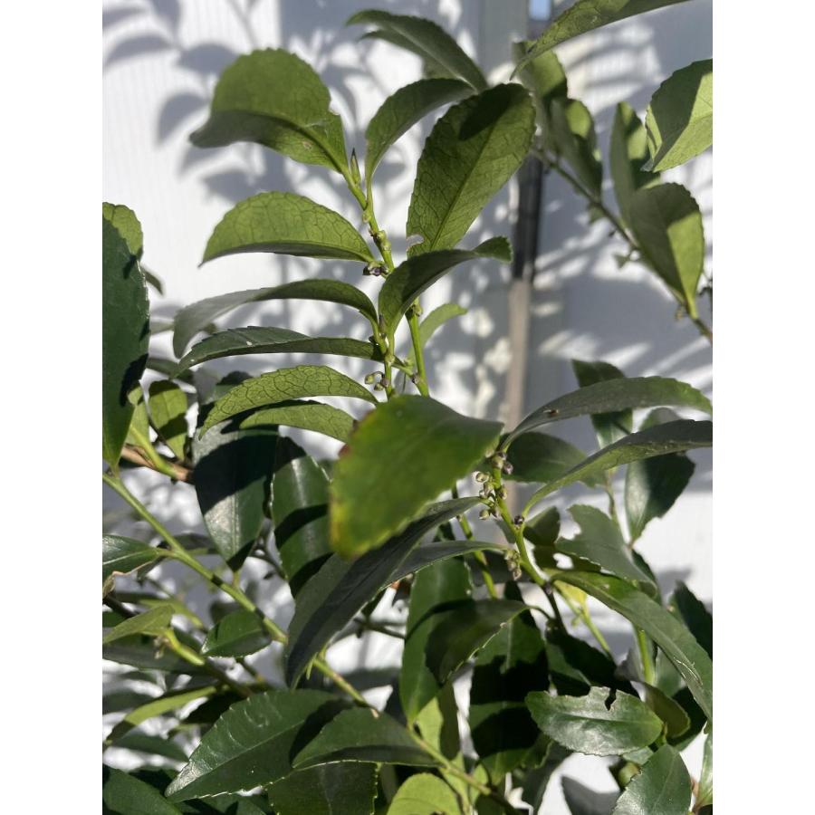 姫榊 ヒサカキ 株立ち 約1.9m 現品販売 特大株 植木 苗木 大苗 榊の木