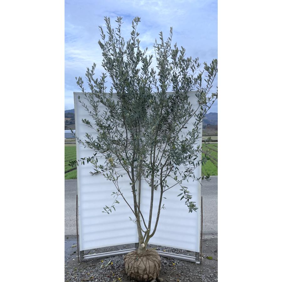 オリーブの木 シプレッシーノ 約2.5m 株立ち 現品発送 超特大株 大苗