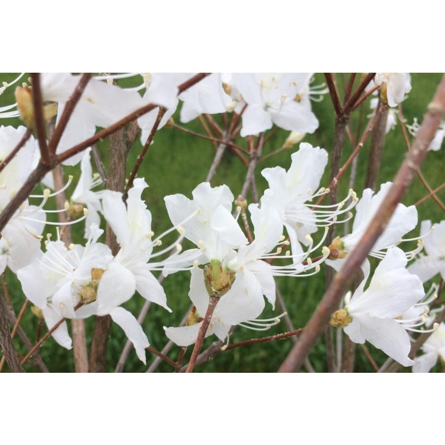 白花ミツバツツジ 株立ち 約1.5m 現品発送 特大植木苗木 白三つ葉