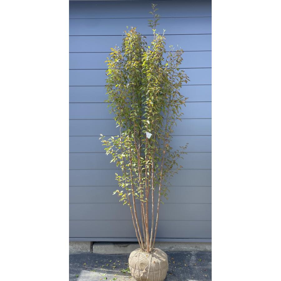 ヒメシャラ 8本株立ち 約2.6m 現品発送 一点物 豪華株 シャラノキ 夏