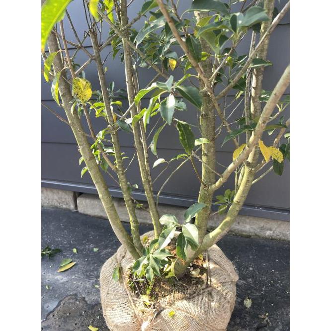 ソヨゴの木 5本株立ち 約2.1m 現品発送 美樹形株 特大株 植木苗木