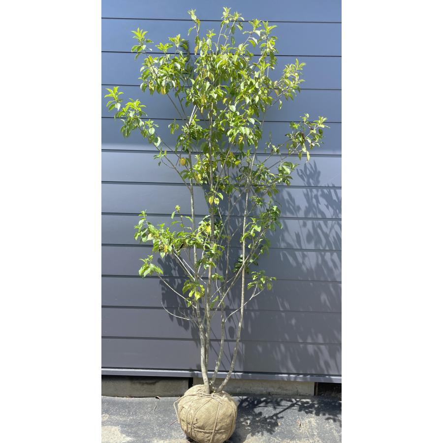 ソヨゴの木 株立ち 約2.2m 現品発送 美樹形株 特大株 植木苗木 赤い実