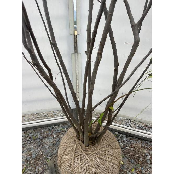 ハイノキ 8本株立ち 約2.4m 現品発送 一点物 豪華株 超特大株 植木