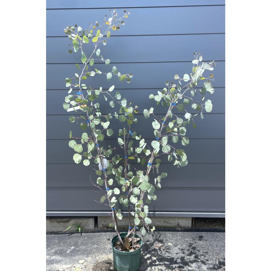 ポポラス 株立ち 約1.7m 現品発送 植木 苗木 丸葉ユーカリ 丸葉の