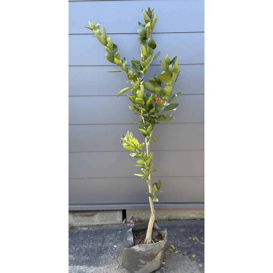 温州みかんの木 尾崎早生 約1.4m 現品発送 植木 苗木 大苗 蜜柑の木