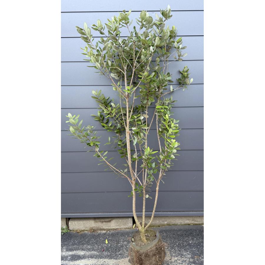 フェイジョア 株立ち 約1.8m 現品発送 豪華株 植木 苗木 大苗 常緑樹