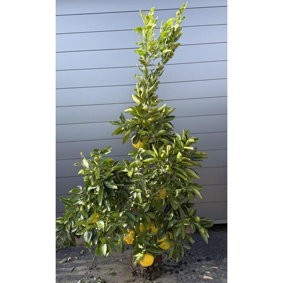 柚子の木 獅子ユズ 約2.1m 現品発送 超特大株 植木 苗木 大苗
