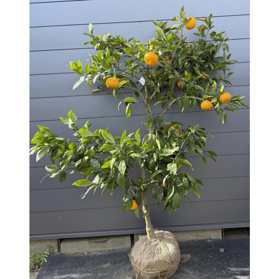 高糖度みかんの木 大津8号 約1.9m 現品発送 大苗 植木 苗木 蜜柑の木