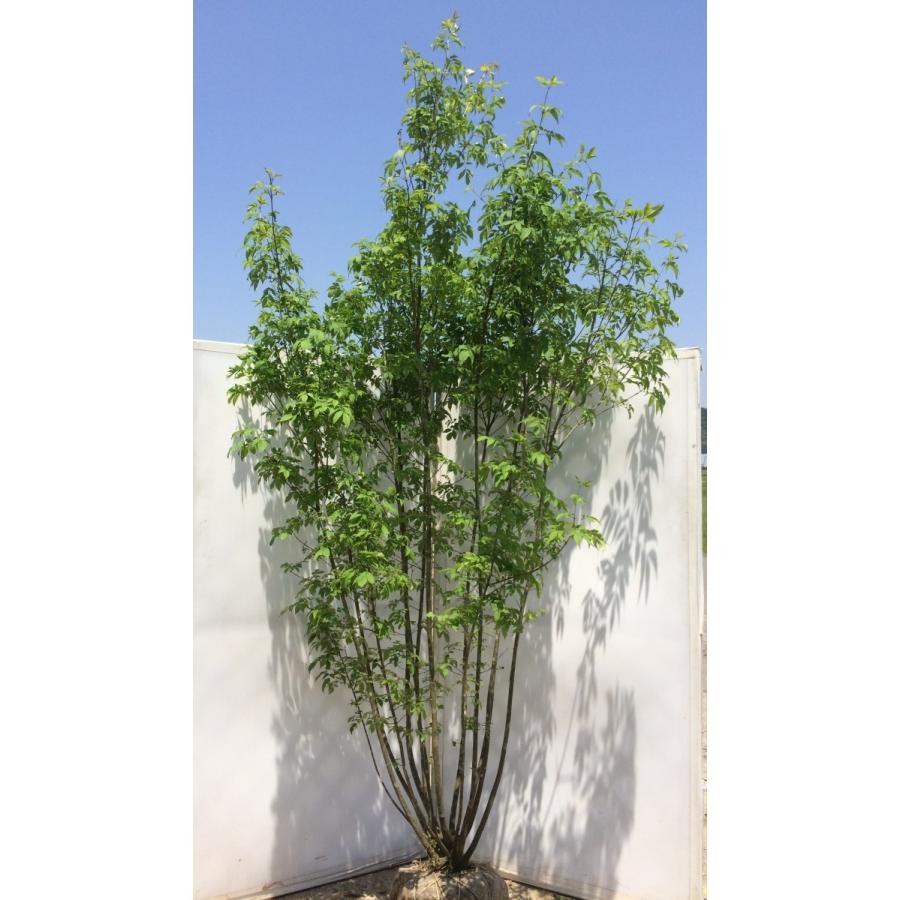 豪華一点物！】 アオダモ 12本株立ち 約2.5m 【シンボルツリーに