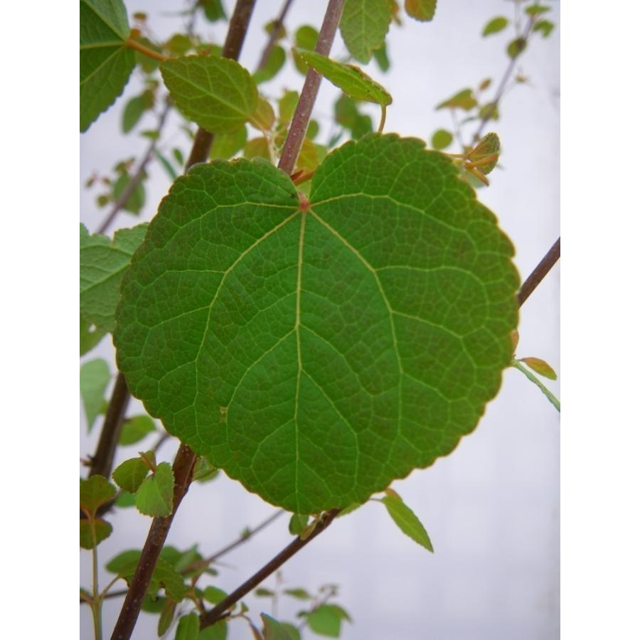 桂の木 カツラの木 株立ち 約2m 特大株 大苗 植木苗木 規格販売