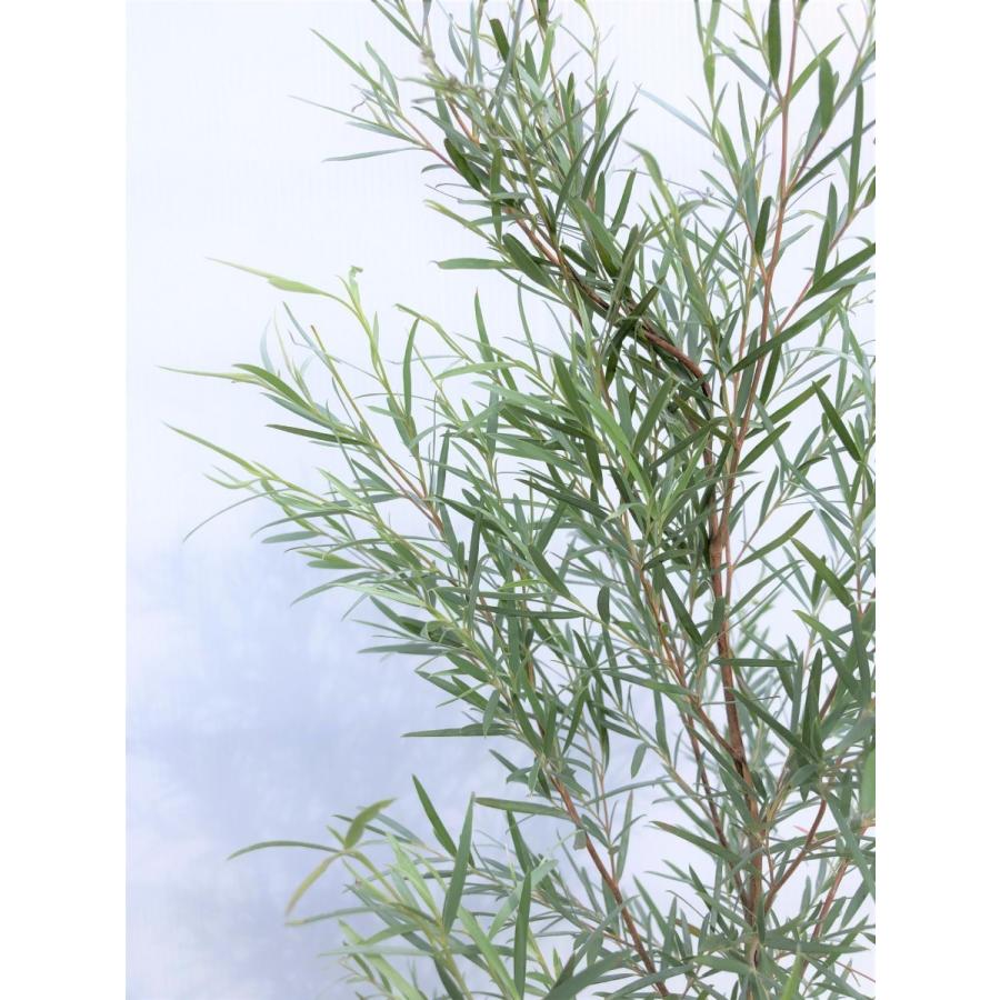 シルバーティーツリー 約1.7m 特大株 植木苗木大苗 常緑樹 規格販売