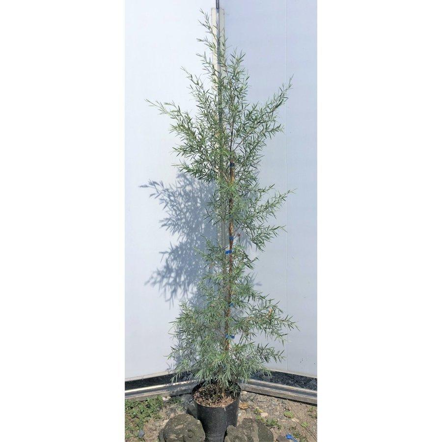 シルバーティーツリー 約1.2m 特大植木苗木 常緑樹 規格販売 お買い得