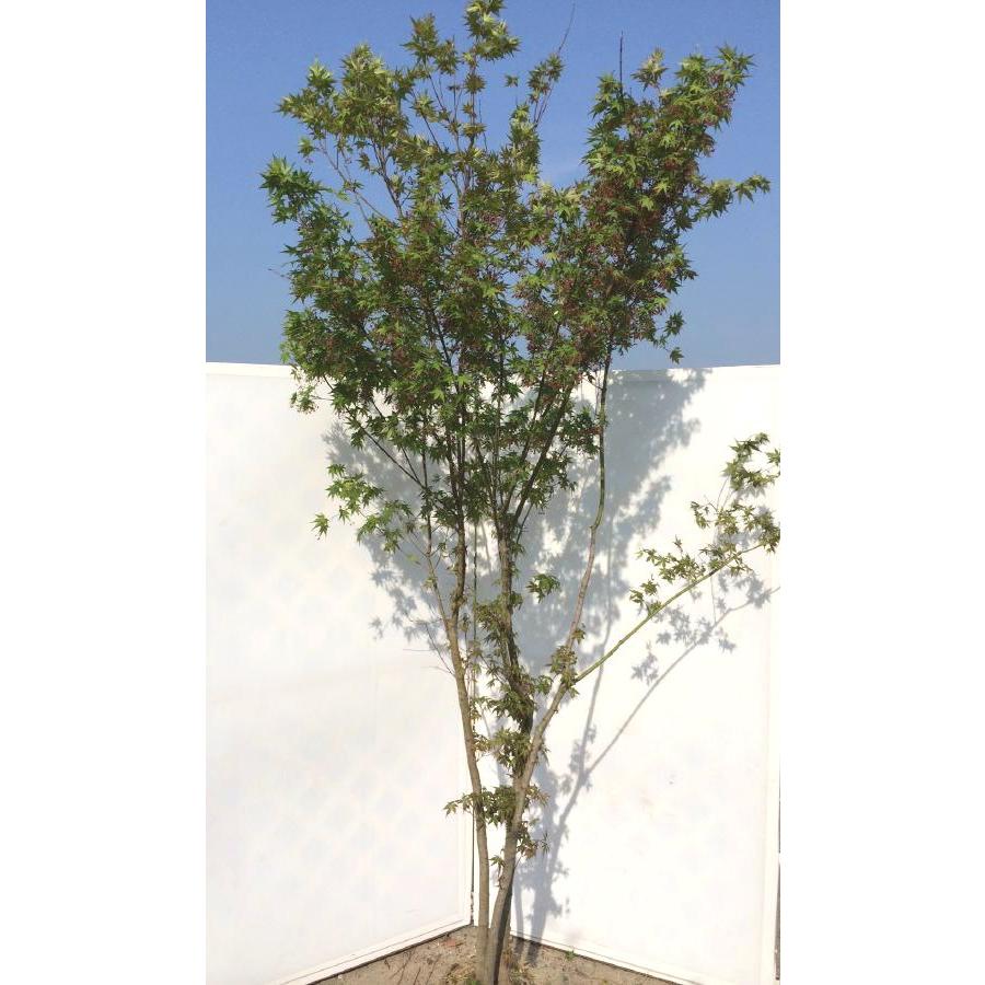 山モミジ 株立ち 約2.5m 超特大株 植木苗木大苗 規格販売 お買い得