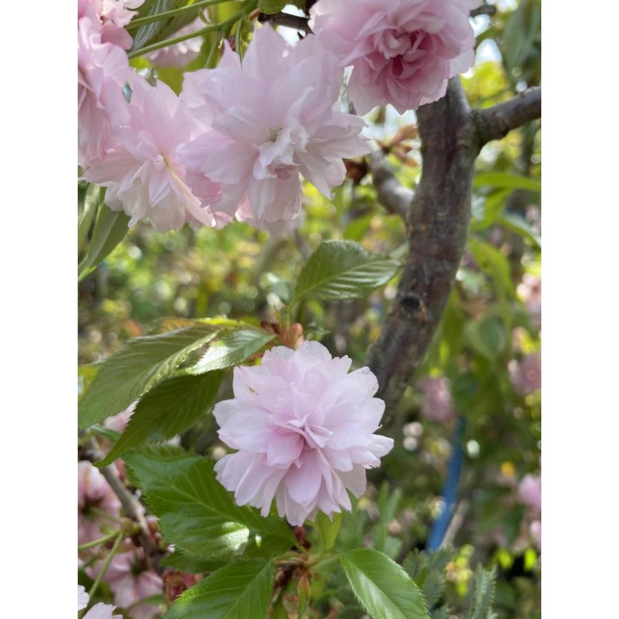 菊咲き 八重しだれ桜 約1.7m 特大株 規格販売 植木 苗木 大苗