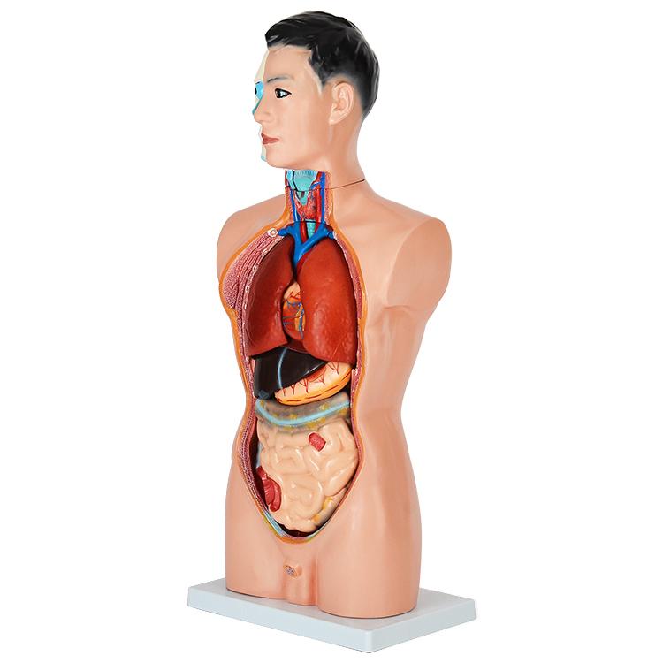 内蔵模型 人体模型85cm 男性 GX-201パーツ取り外し可 JK-2994Y : 株式