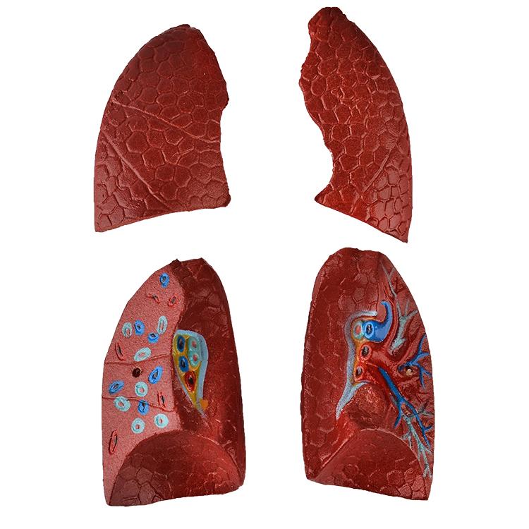 内臓模型 お腹の見える人体模型203 高さ28cm 15パーツ取り外し可 JK