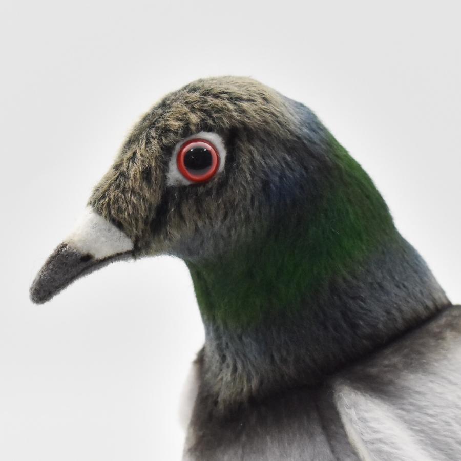 HANSA BH6299 ハト はと 鳩 とり トリ 鳥 ぬいぐるみ リアル : Dear