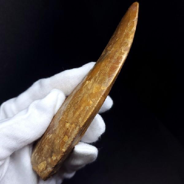 特特大 カルカロドントサウルス 歯の化石 本物 モロッコ産 122.96mm