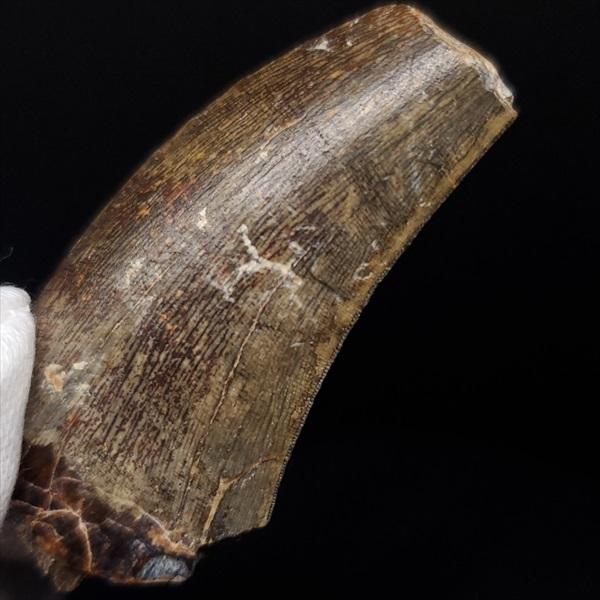 アフロベナトル 歯 化石 本物 二ジェール産 53.98mm プレゼント ギフト