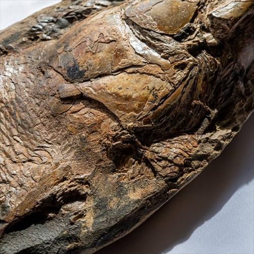 極上 古代魚 パラエロプス 全身 化石 本物 サンタナ層産 67.3cm