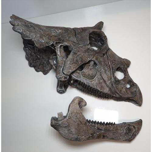 トリケラトプス 頭骨 化石 レプリカ 約 350mm プレゼント ギフト tcr1