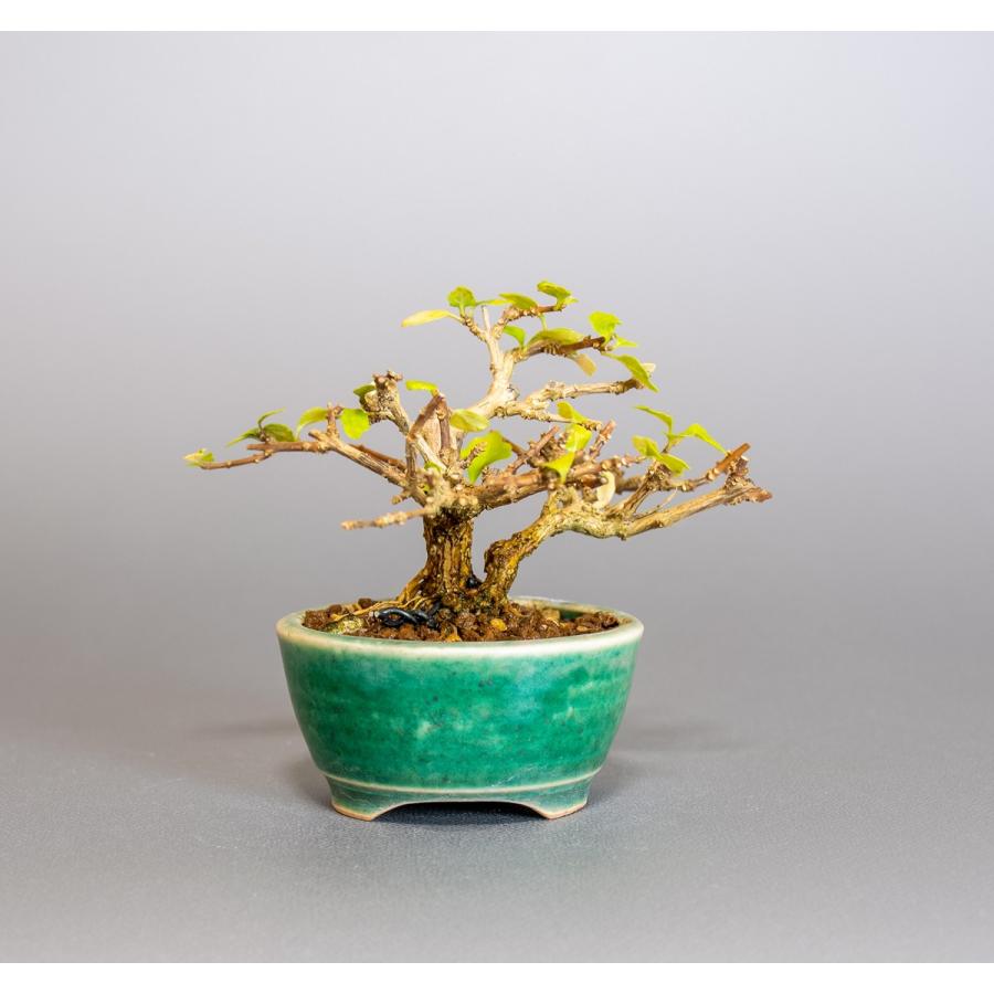 プチ盆栽 ニオイカエデ盆栽 匂い楓（においかえで・プチ盆栽 匂い楓