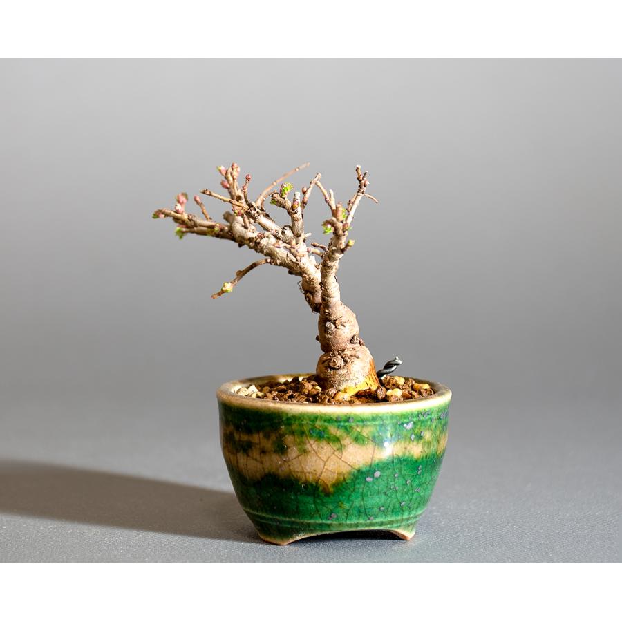 プチ盆栽 ニレケヤキ盆栽 楡欅（にれけやき・ミニ盆栽 楡欅）小さな