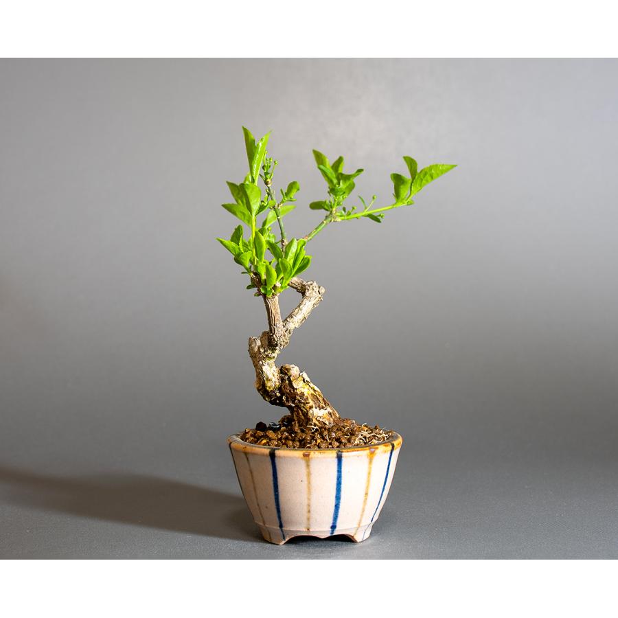 盆栽 マユミ盆栽 真弓（白まゆみ・真弓 盆栽）小さな盆栽 ミニ盆栽