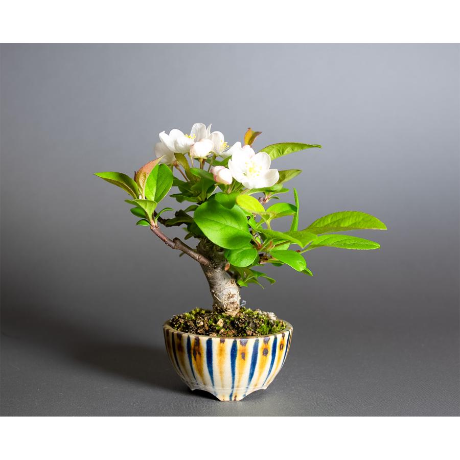 ミニ盆栽 ズミ盆栽（ミヤマカイドウ・みやまかいどう・深山海棠 ミニ
